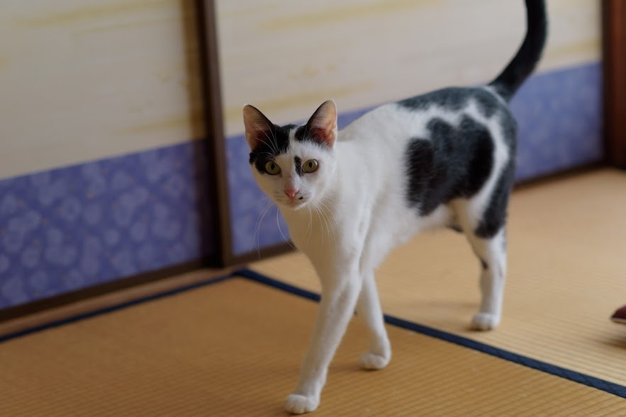 入れ替わり立ち代わり、猫がお部屋をパトロール♪4260556