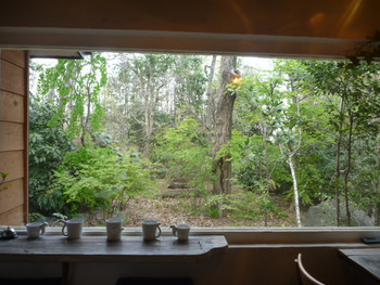 「うえき屋カフェ272」 内観 26254189 窓からの景色