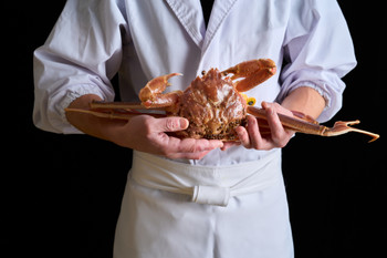 Chef holding live Echizen crab