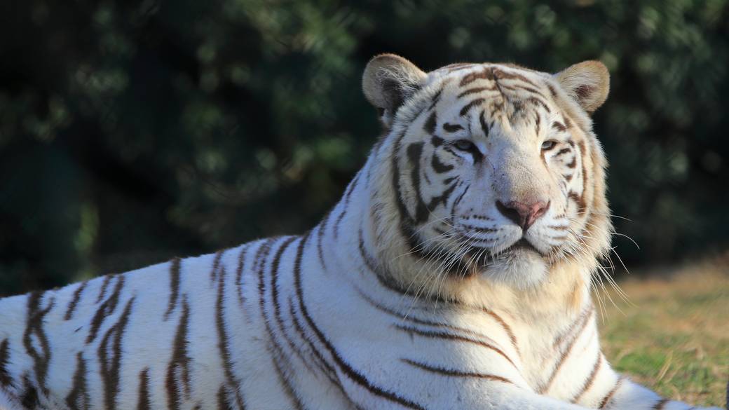 猛獣舎では肉のエサやりも可能 / 3