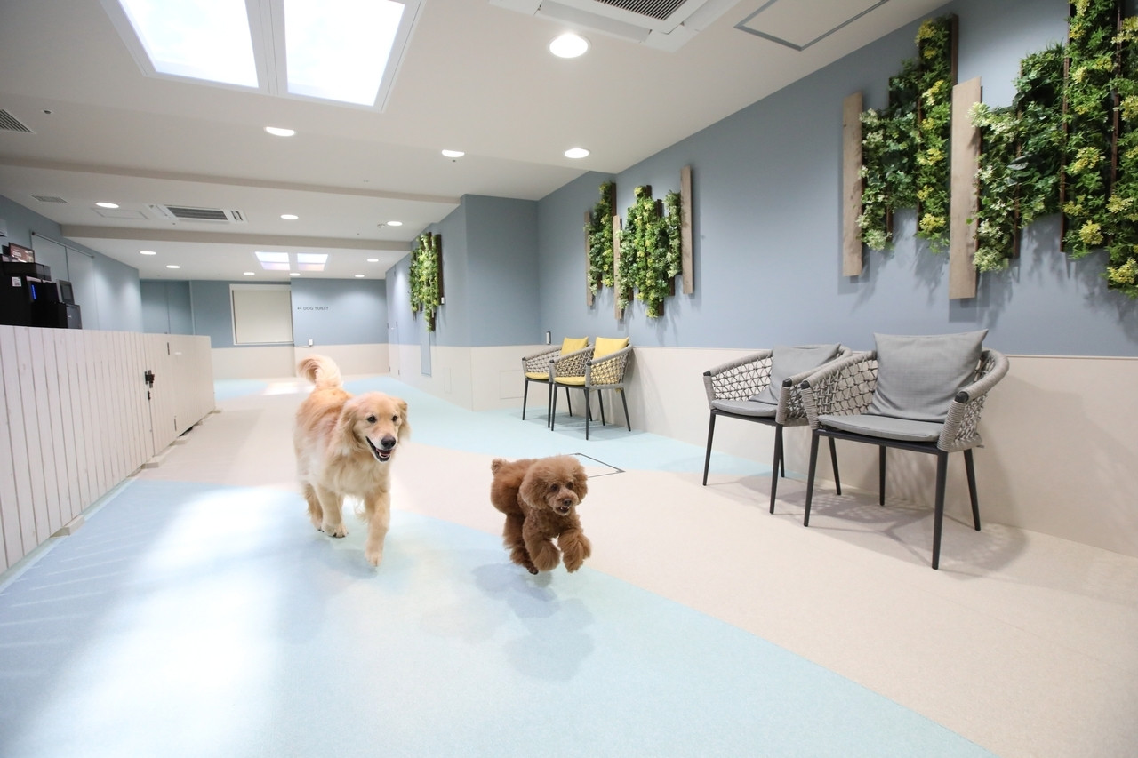 東京のおしゃれホテルでペットと贅沢してみませんか？4245379