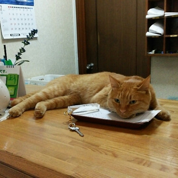 富良野の自然に馴染むペンション。癒やしの猫ちゃんがお出迎え♡3444984