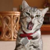 仙石原温泉 温泉旅館みたけ(神奈川県 旅館) / 3