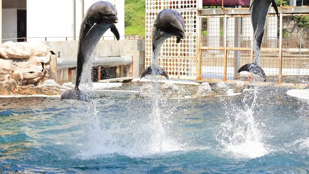 城崎マリンワールドイルカショー / 2