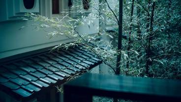 中庭の竹林③ / 13