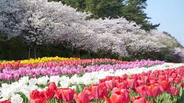 観光スポット / 7