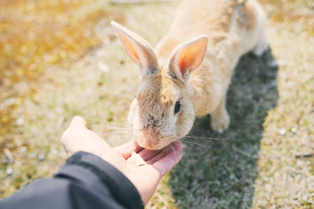 子供向けアクティビティ