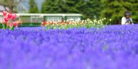 花好きカメラ女子におすすめ！札幌人気の花スポット「百合が原公園」をご紹介！