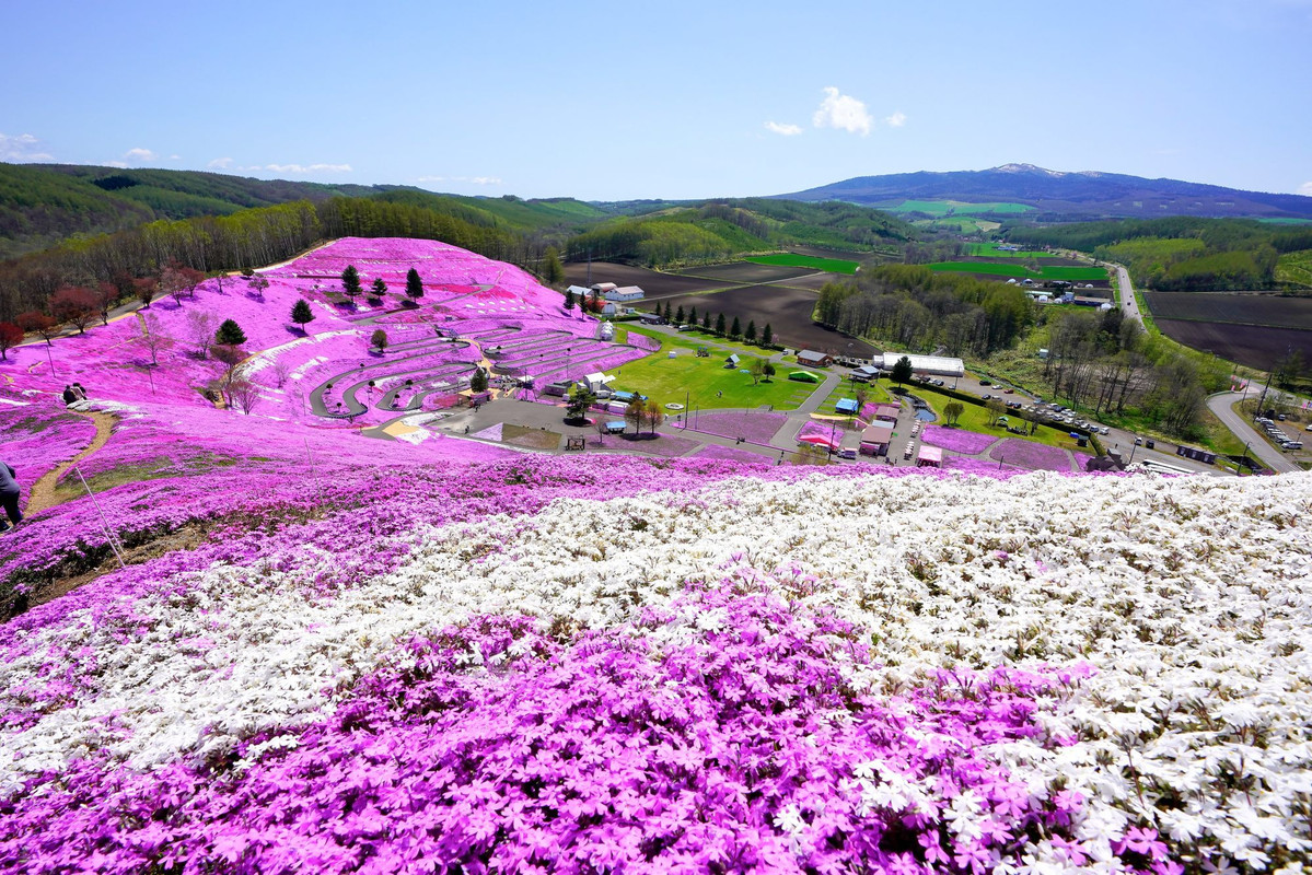 ひがしもこと芝桜公園