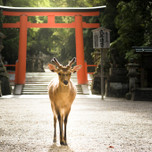 奈良の観光にはずせない！「奈良公園」のおすすめスポット