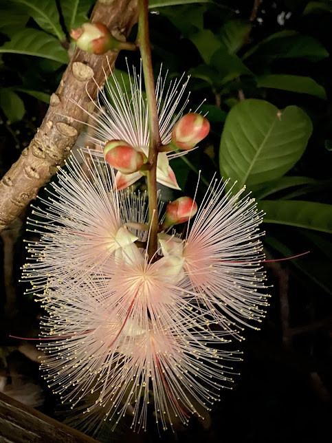 深夜　２F外廊下沿いのサガリバナ