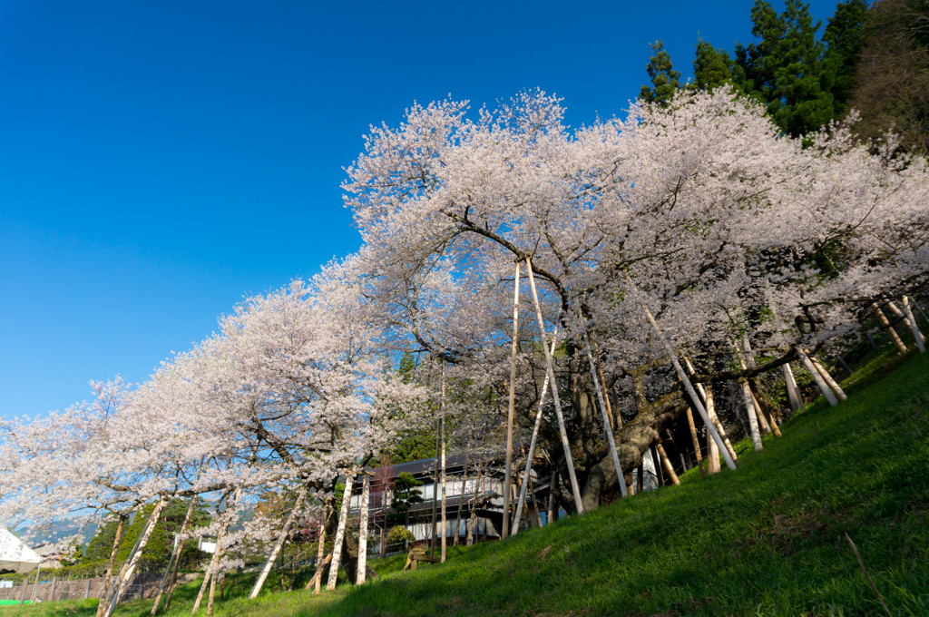 自然に恵まれた岐阜県にはお花見スポットがいっぱい♪1556315