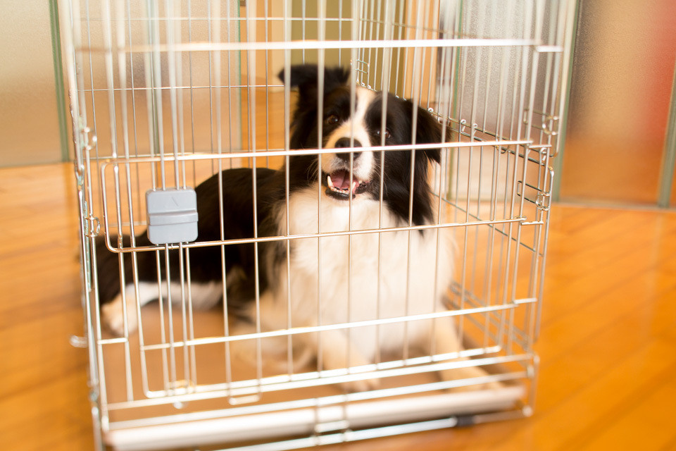 預かりサービス