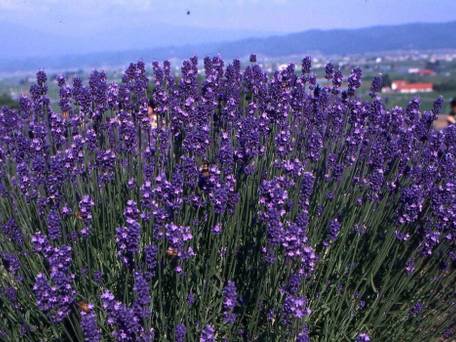 ペンション ラベンダー / 5