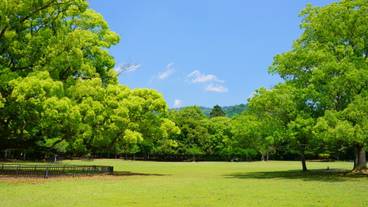 奈良公園の風景 / 4