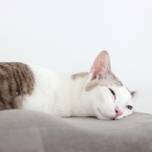 泊まるしかないにゃ！看板猫がいる全国のおすすめホテル5選