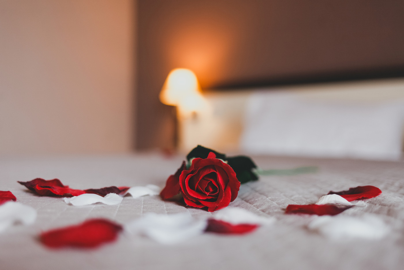 Rose on the bed in the hotel rooms. Rose and her petals on the bed for a romantic evening..