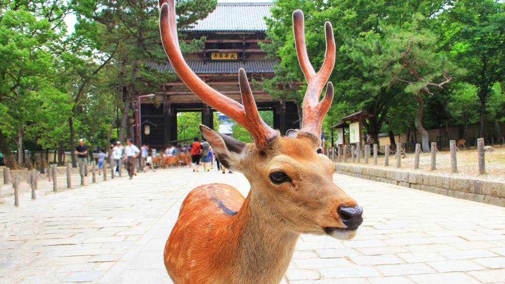 奈良公園のかわいい鹿 / 1