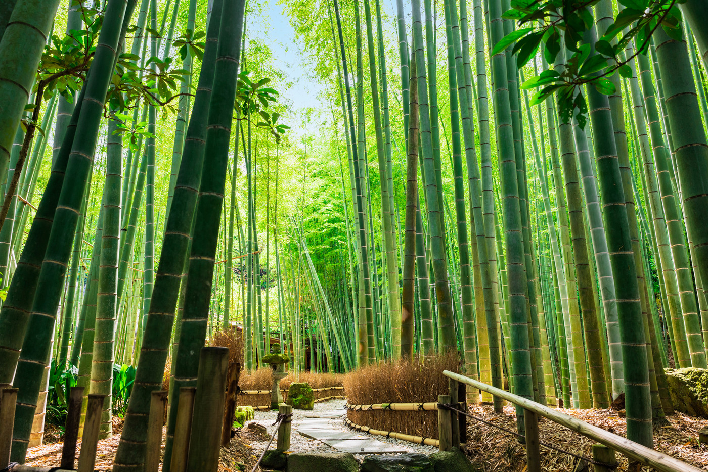 初夏の鎌倉　報国寺　竹の庭