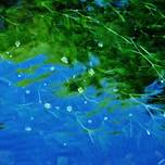 心を癒してくれる、水辺の美しい風景がここに。滋賀県「醒ヶ井」の魅力とは