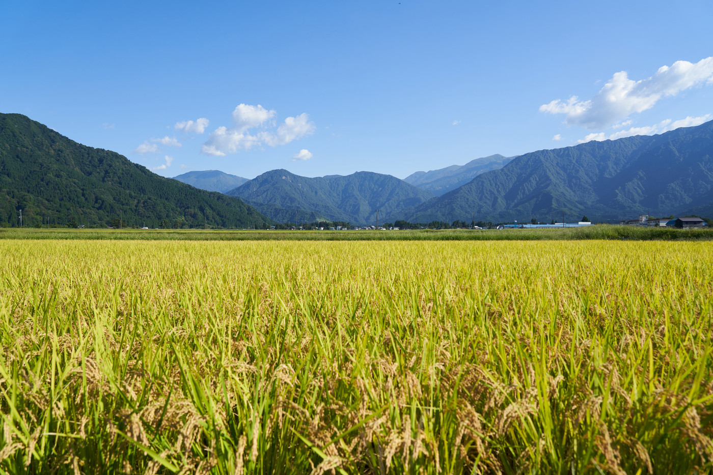 米どころ新潟県で温泉・日本酒・白米を堪能しよう4077313