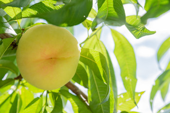 Shimizu White Peach from Fruit Kingdom Okayama