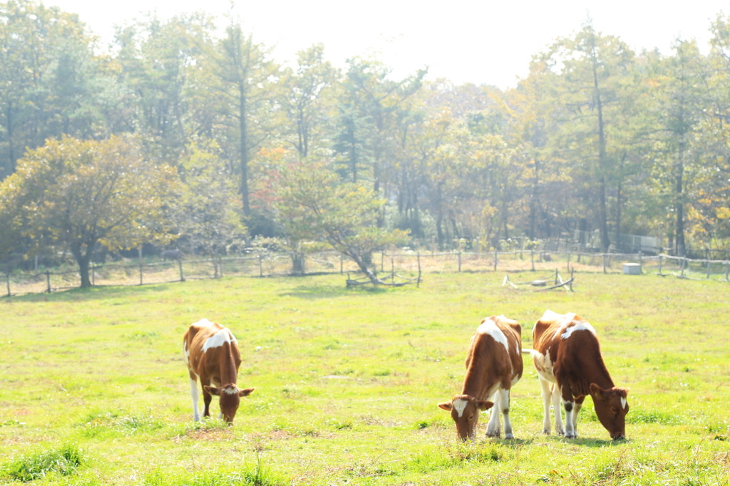 こちらで観光♪のんびりまったり「南ヶ丘牧場」3643605
