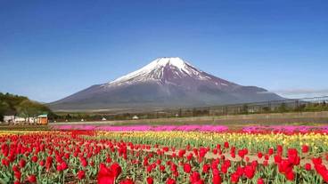 ランド ビュー / 25