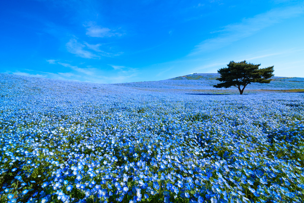 イルカのいる風景