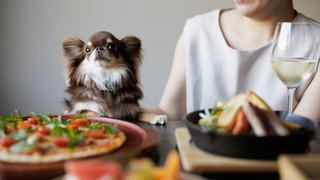 ドッグフレンドリー和洋室 キング