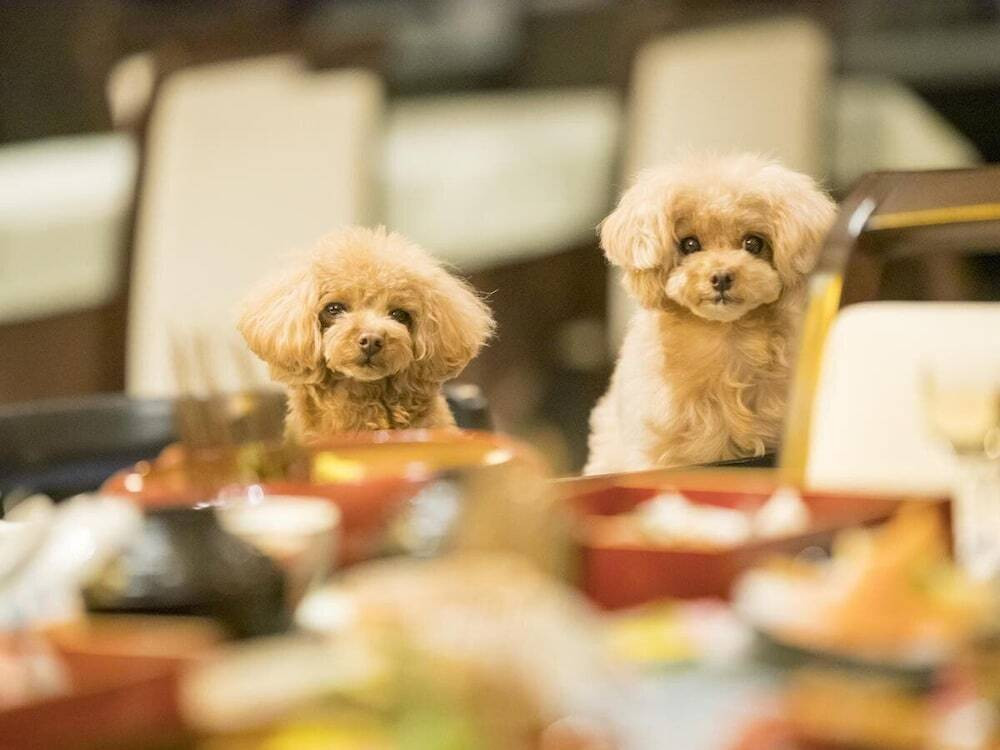 ペット用設備・サービス