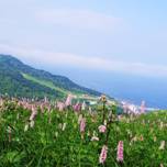 日本最北の花の浮島・礼文島トレッキング＆グルメ案内