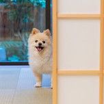 【関西】ペット同伴可♪愛犬と泊まれるホテル・旅館おすすめ15選