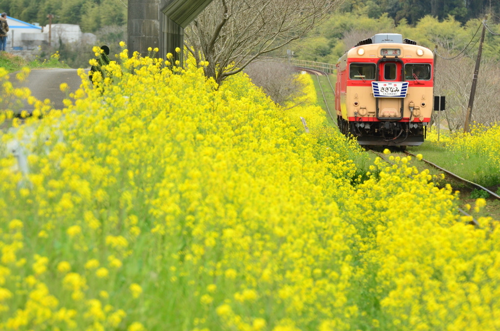 いすみ鉄道沿線1109681