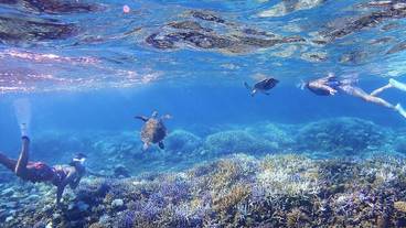 シュノーケリング / 6