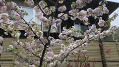 渓流荘 しおり絵