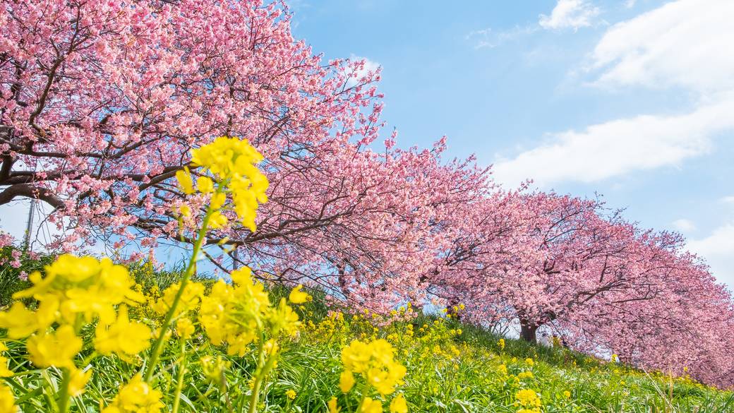南伊豆町の河津桜と菜の花 / 5