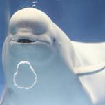 幸せのバブルリングが見たい！島根の水族館「アクアス」でシロイルカに会いに行こう