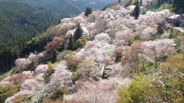 観光スポット / 8