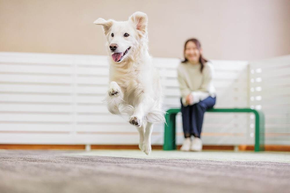 ペット用設備・サービス