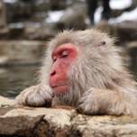 温泉につかる猿が外国人観光客に大人気！長野「地獄谷野猿公苑」