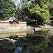 朝の小石川後楽園
