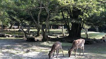 観光スポット / 14