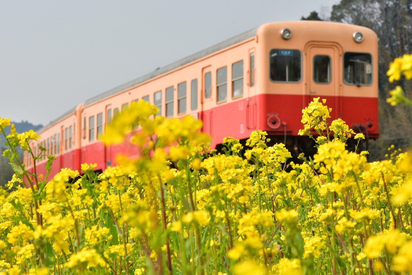 房総・小湊鉄道と菜の花畑