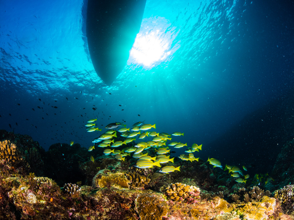 南の楽園・奄美大島3476326