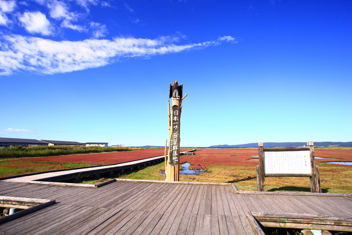 能取湖のサンゴ草
