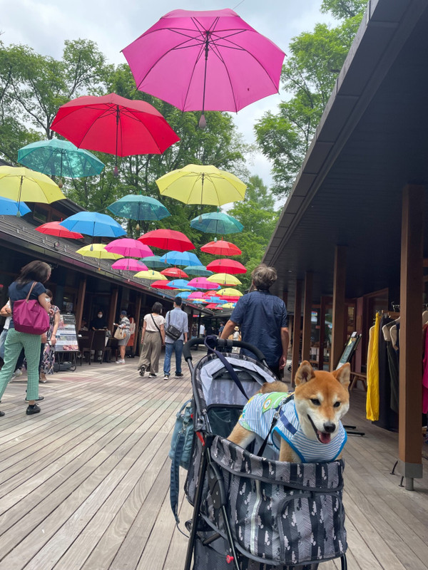 pinky.yuki_go.kam2さんの写真 / 1