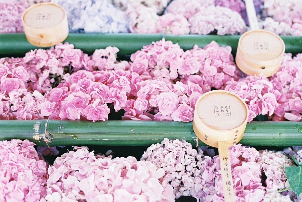 社寺にグルメ、自然…「京都」には魅力がたっぷり3415270