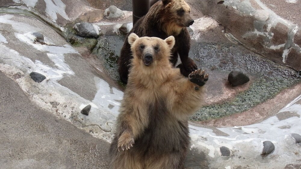 のぼりべつクマ牧場