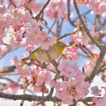兵庫県で桜の絶景を！一度は行きたいおすすめのお花見スポット9選